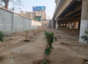 Urban Forest builts in NIPA Karachi
